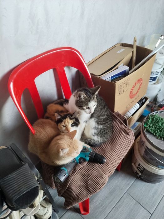 Отдам Котов в добрые руки