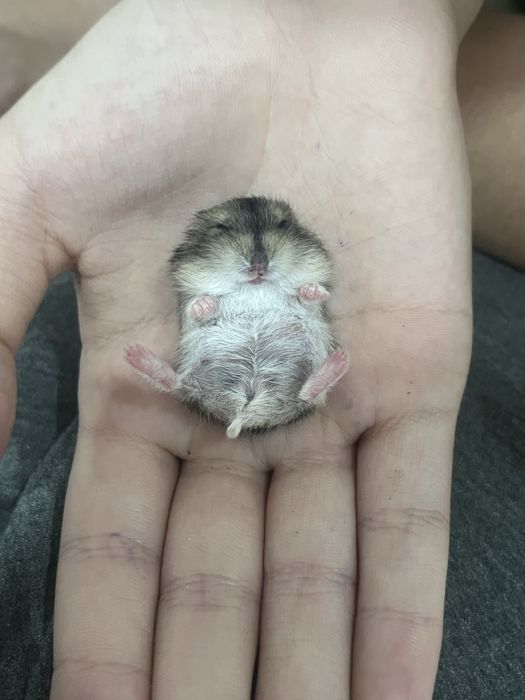 Хомяки,джунгарский