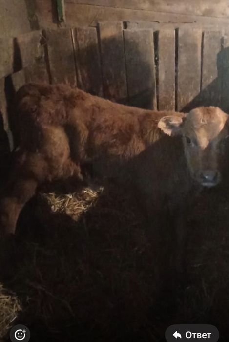 Продам 10 дневную телочку красную