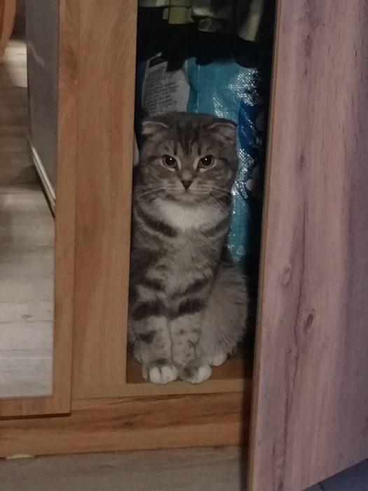 Кошечка  ищет добрых  хозяев