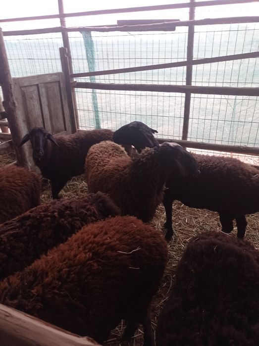 Zotdor qo'y lar sotiladi