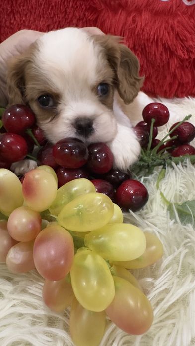 Красивые щеночки кавалер кинг чарльз