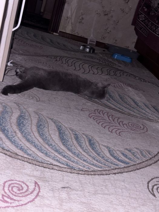 Продам британского кота мальчик