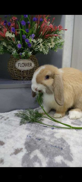 декоративный кролик минилоп