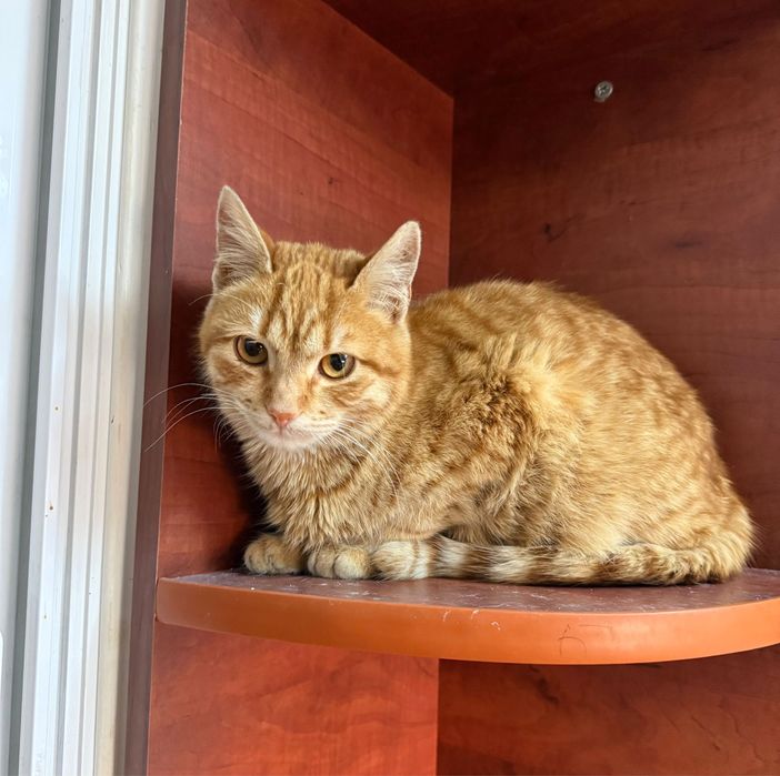 Motanel- 3 luni adoptie, Bucuresti