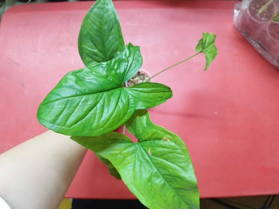 Продаю комнатные растения