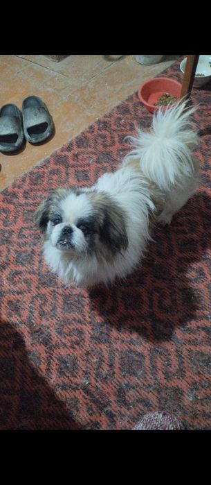 Продам собаку мальчика порода пекинес