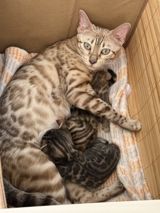 Бенгалски котета!