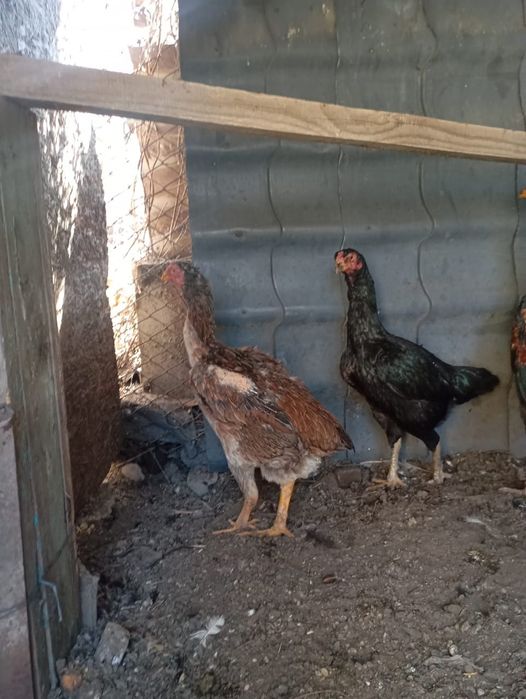 Дакан тауық ннннннн