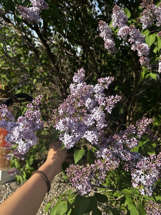 Сирень оптом Алматы