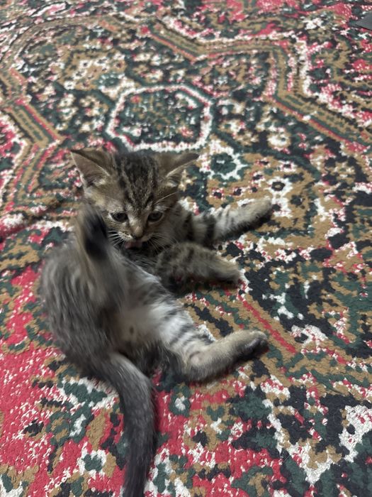 Отдам котенка мальчика