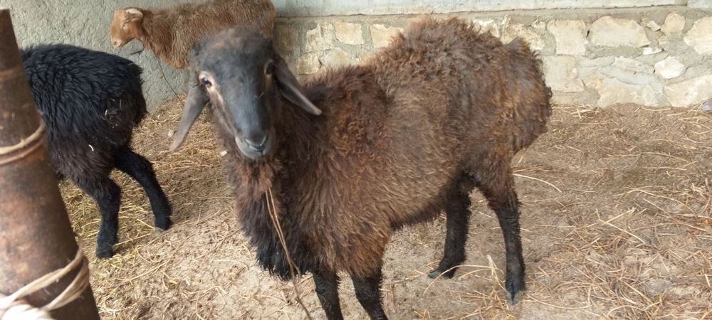 Qoʻchqor kogon uyniki