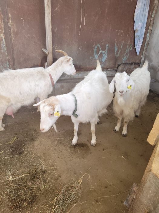 Ешкілер сатылады