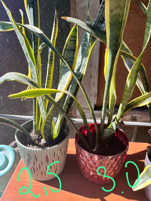 Домашние  растения.  Сансеверия
