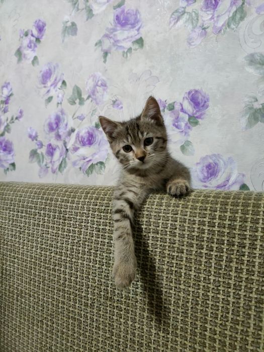 Отдам милых котят в добрые руки