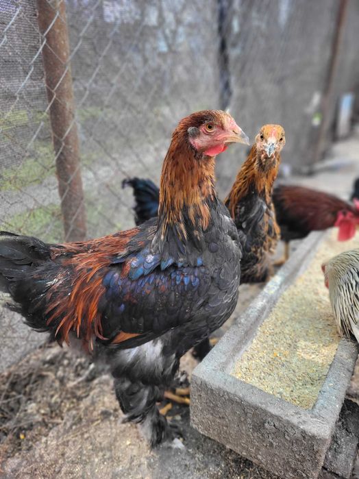 Cocoșei Brahma Diferite culori