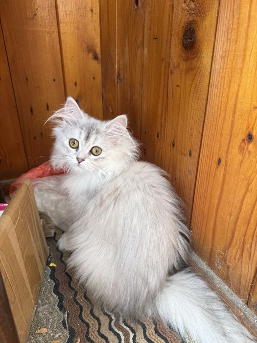 Британска дългокосместна сребърна чинчила