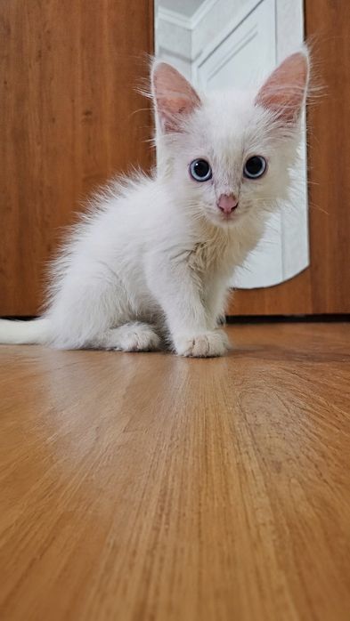 Котенок 2 месяца