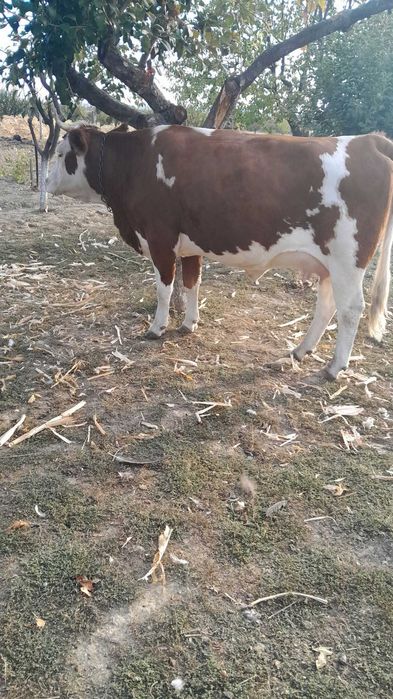 Vand vaca rasa Simmental cu vitelusa