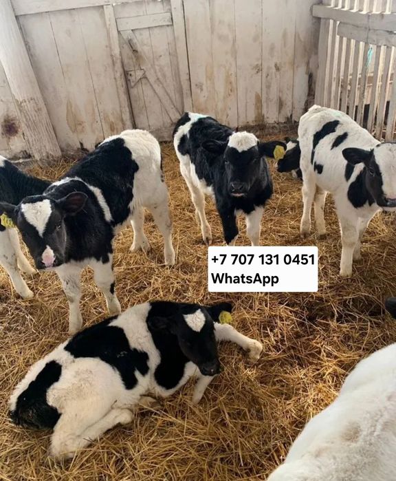 Телята бычки породистые
