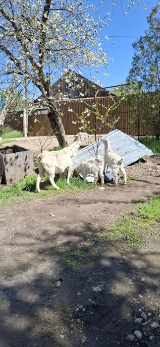 Заненский лақтар сатыдады 4  айлық