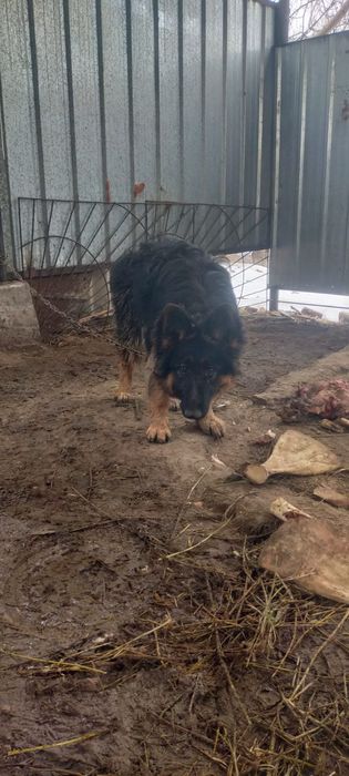 Продам щенка сука немецкой овчарки