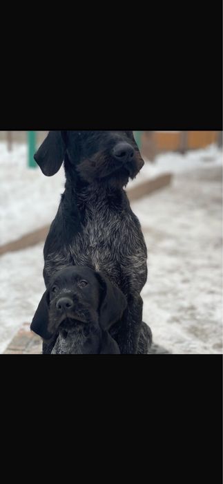 Собака дратхар охотничая рабочая 100%