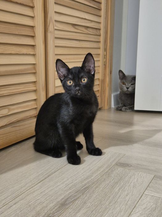 Красивые чёрные котята