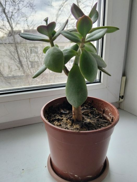 Продам комнатные цветы