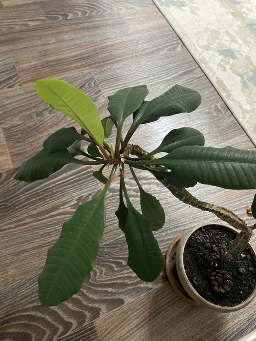 продам комнатное растение