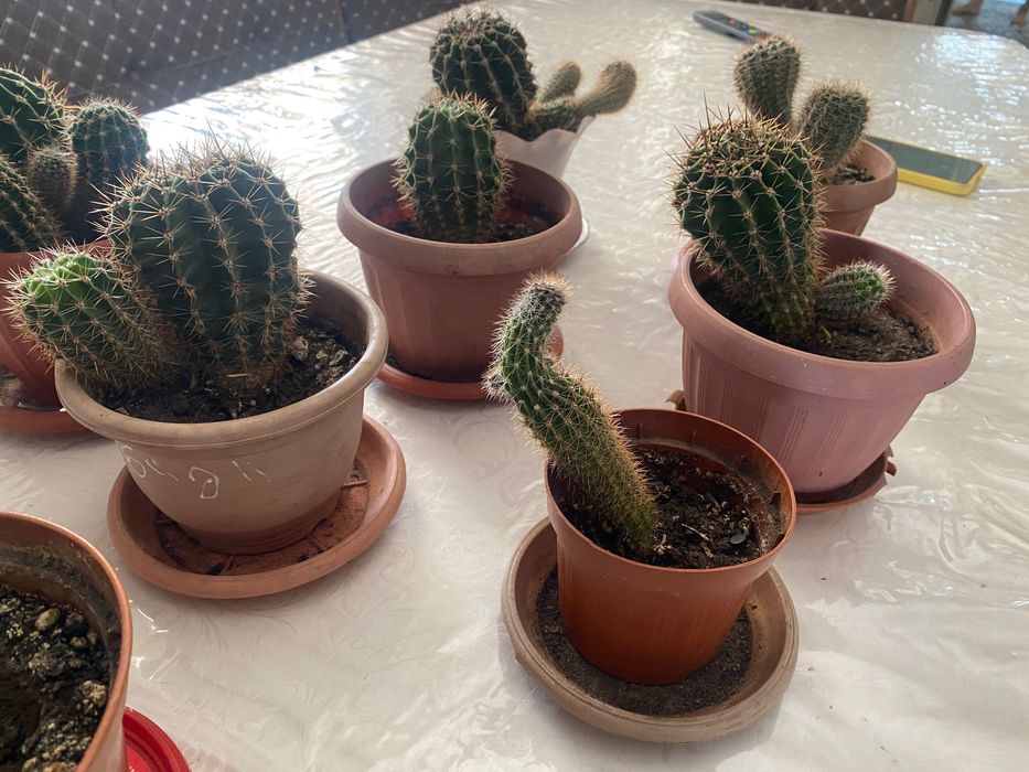 Кактус. Комнатные растения