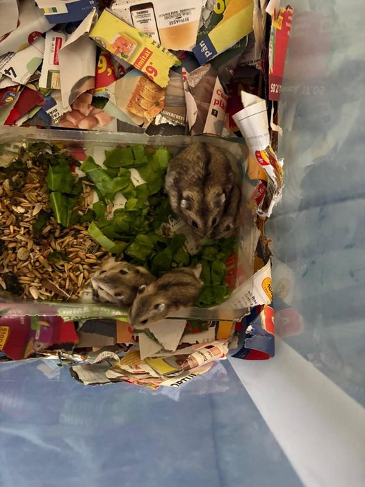 Hamster pitic&frumos