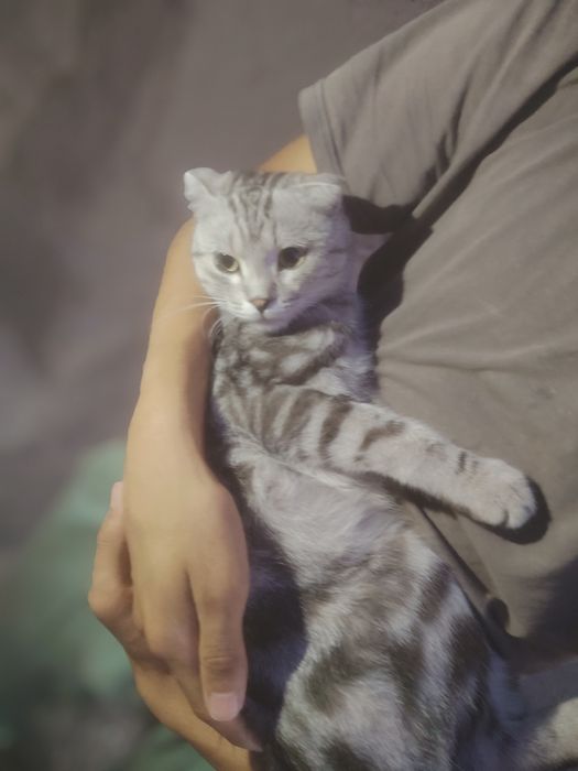 scottish fold nasil olsa boladi