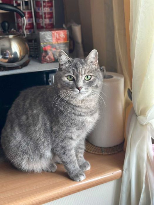 Найдена домашняя кошка