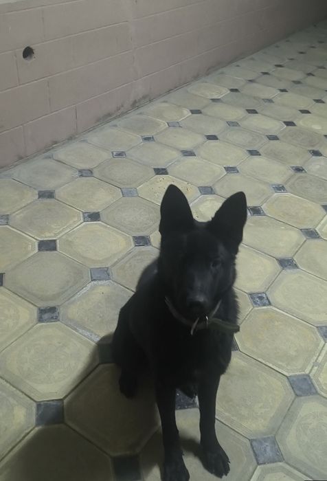 Продам немецкую овчарку