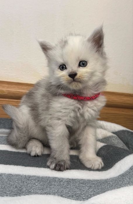 Pui maine coon rasa pura pedigree