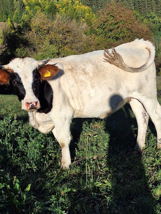 Animale domestice