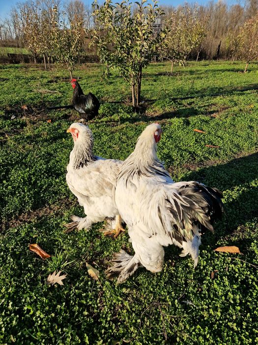 Familie Brahma HD 1+1 an 2024