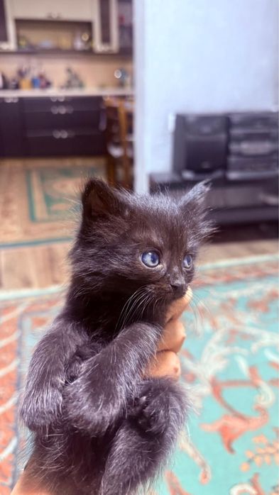 Три очень красивых котят  (мышеловы)