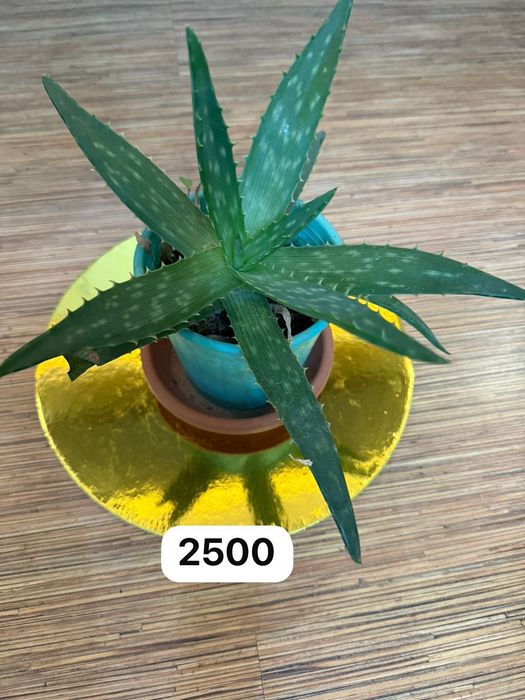 Продам комнатные цветы