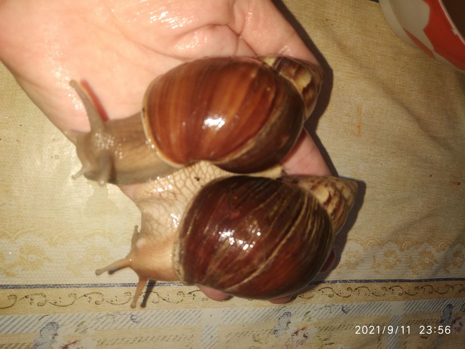 Улитки ахатина африканские