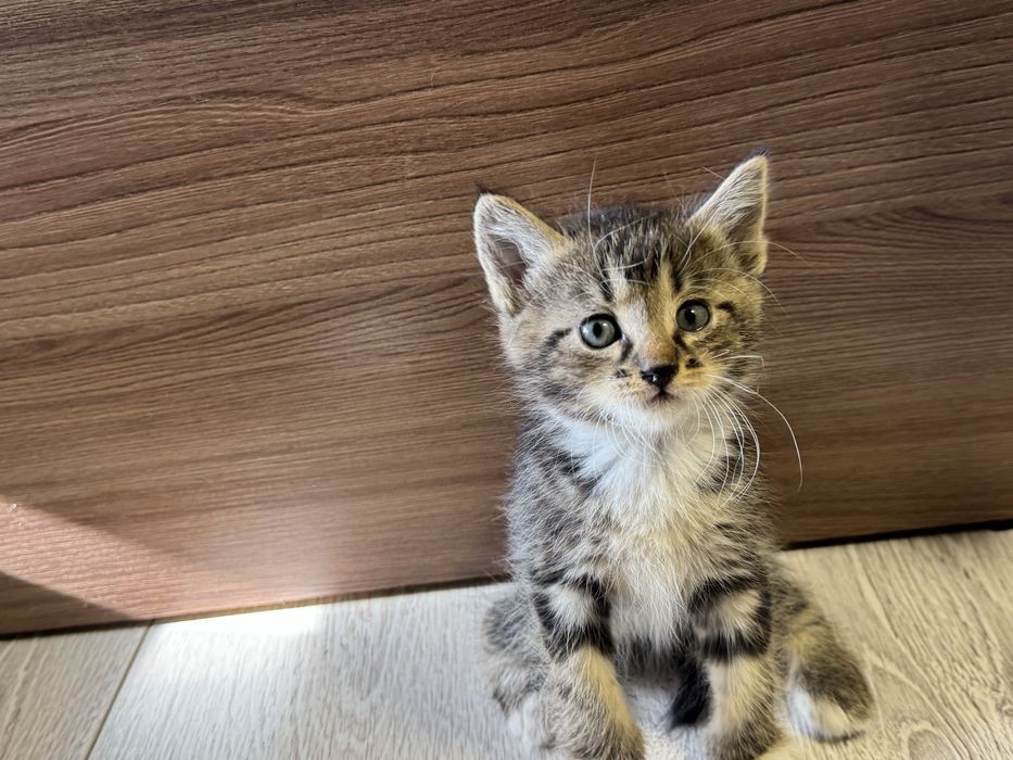 Котята бесплатно в добрые руки