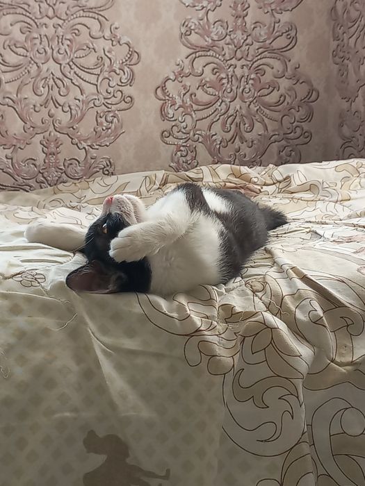 Домашний кошки...