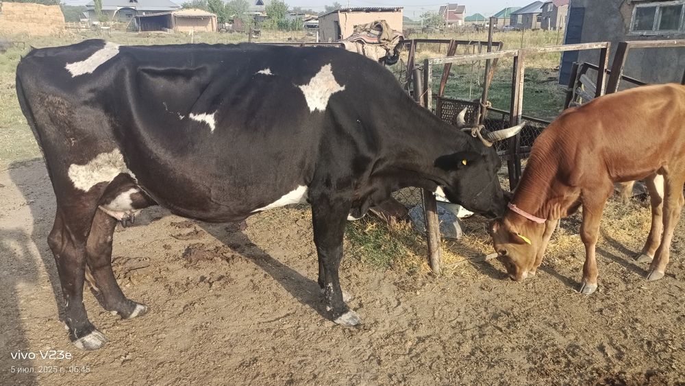 Сиыр сатылады кексе