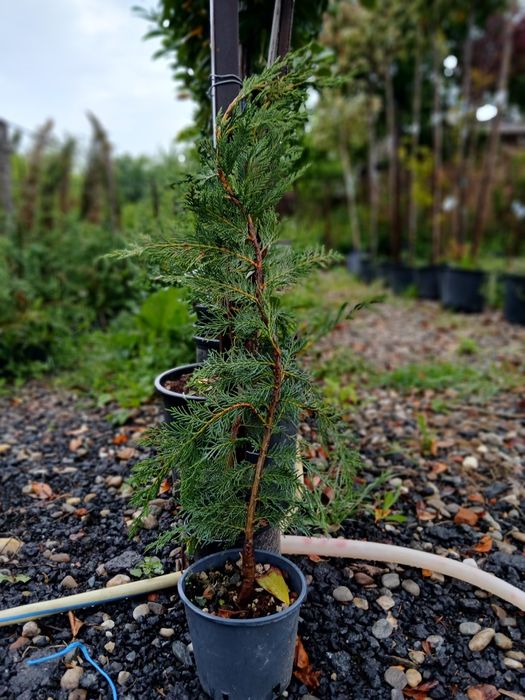 Plante ornamentale la ghiveci prindere garantată