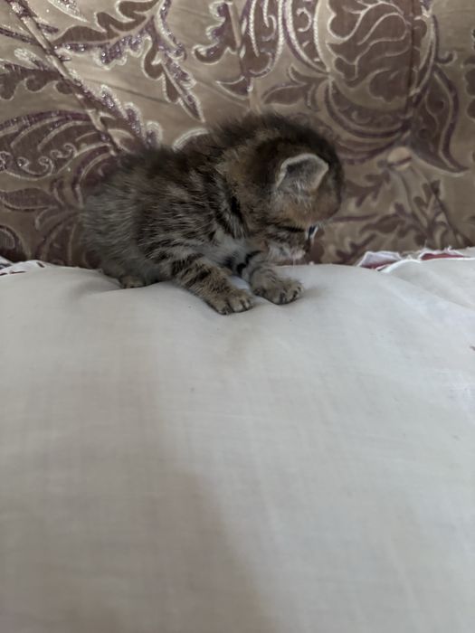срочно отдам котят в  доьрые ручки