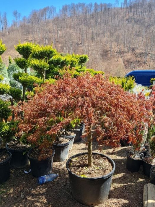 Catalpa, glob pe tija, cedru pendular, mesteacăn alb decorativ,