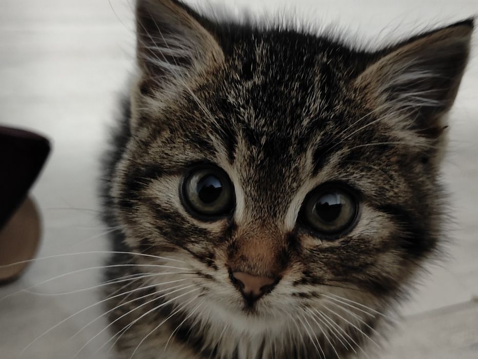 Только в добрые руки