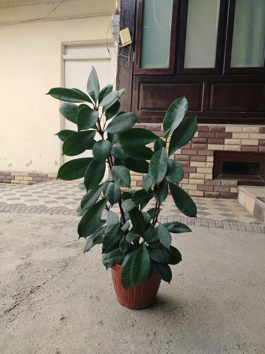 Комнатные цветы, растения, honaki gullar, gul