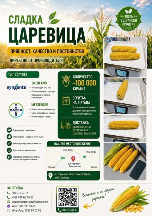 Сладка царевица/млечна/
